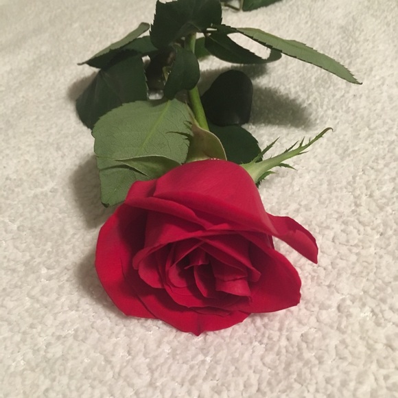 Meet your Posher, Anushka - Picture 1 of 1